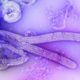 Imagen para el artículo titulado Ghana ahora tiene su primer brote del virus mortal de Marburg